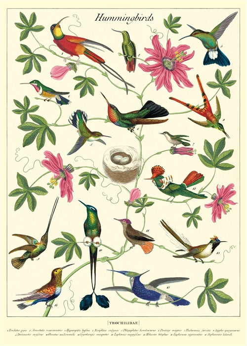 Hummingbird Poster Art