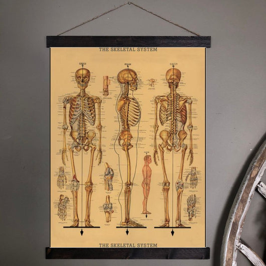 Skeletal System Poster Chart