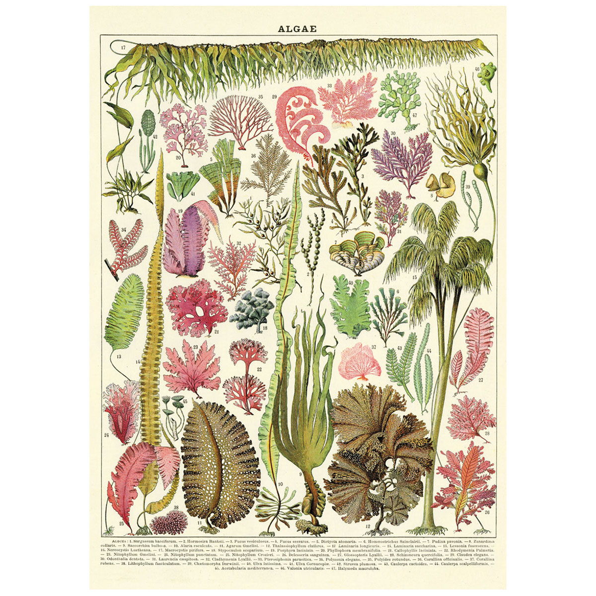 Algae Species Poster Wall Hanging