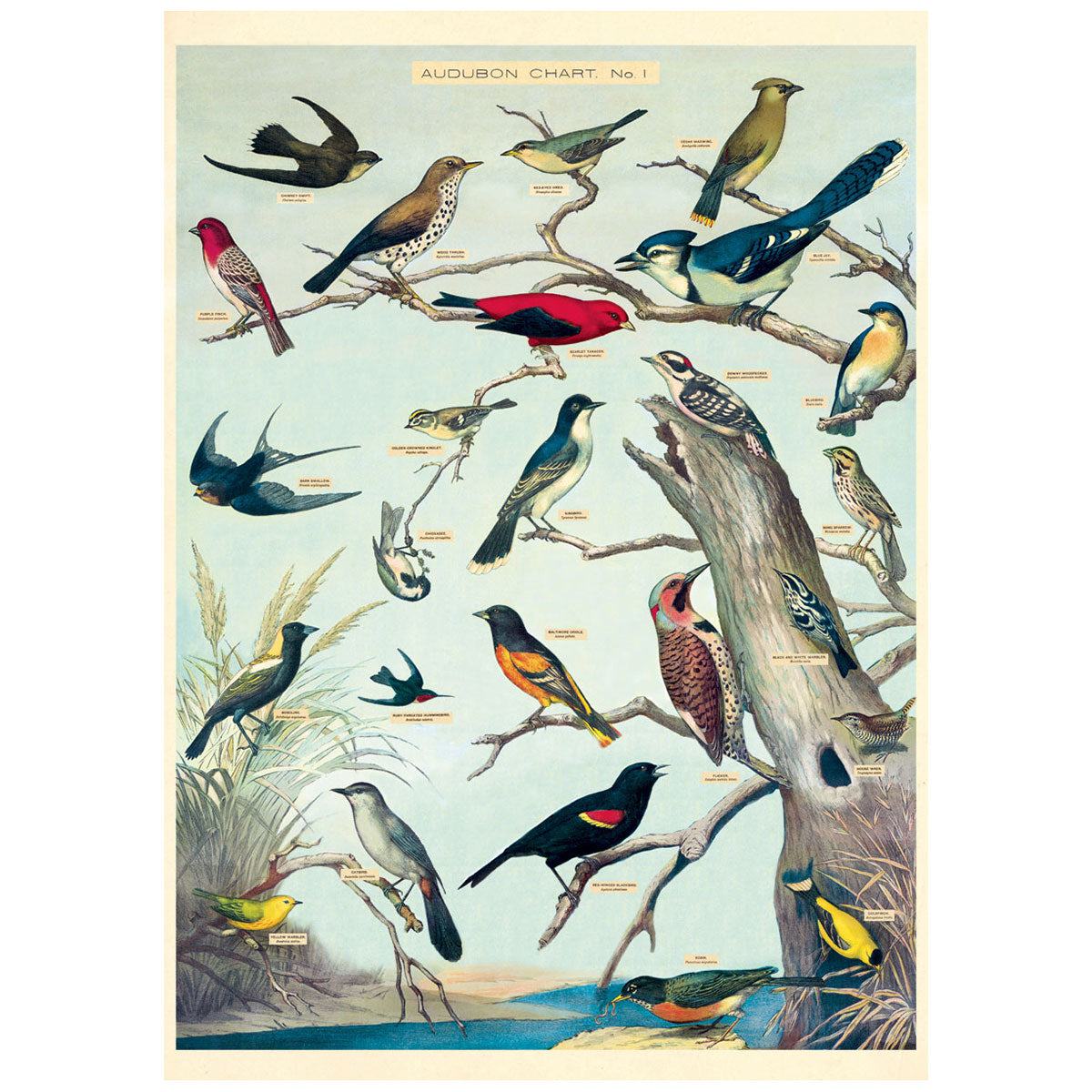 Audobon Bird Poster