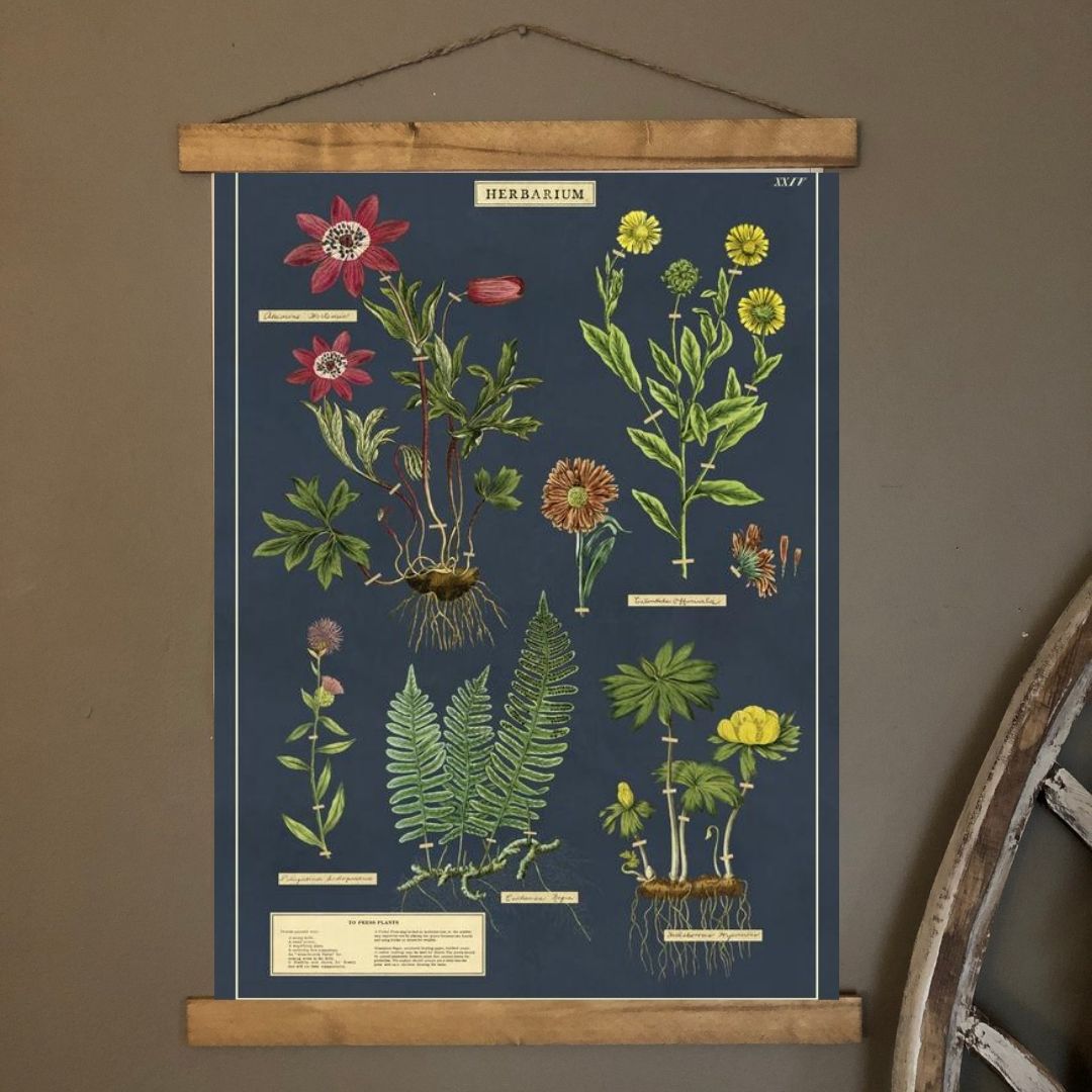 Herbarium Wall Print