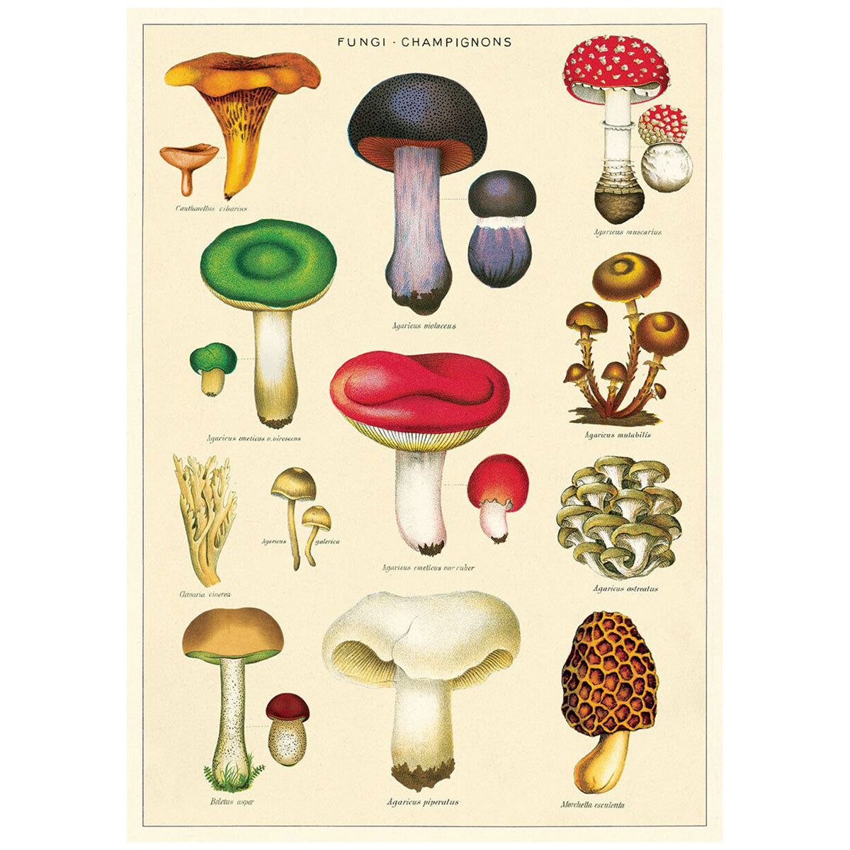Mushroom Poster Wall Hanging