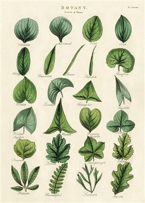 Botany Poster Wall Hanging