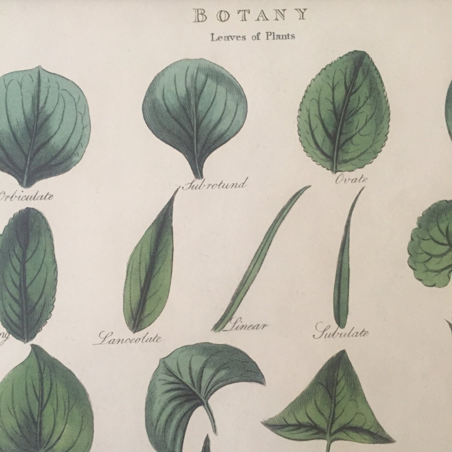 Botany Poster Wall Hanging