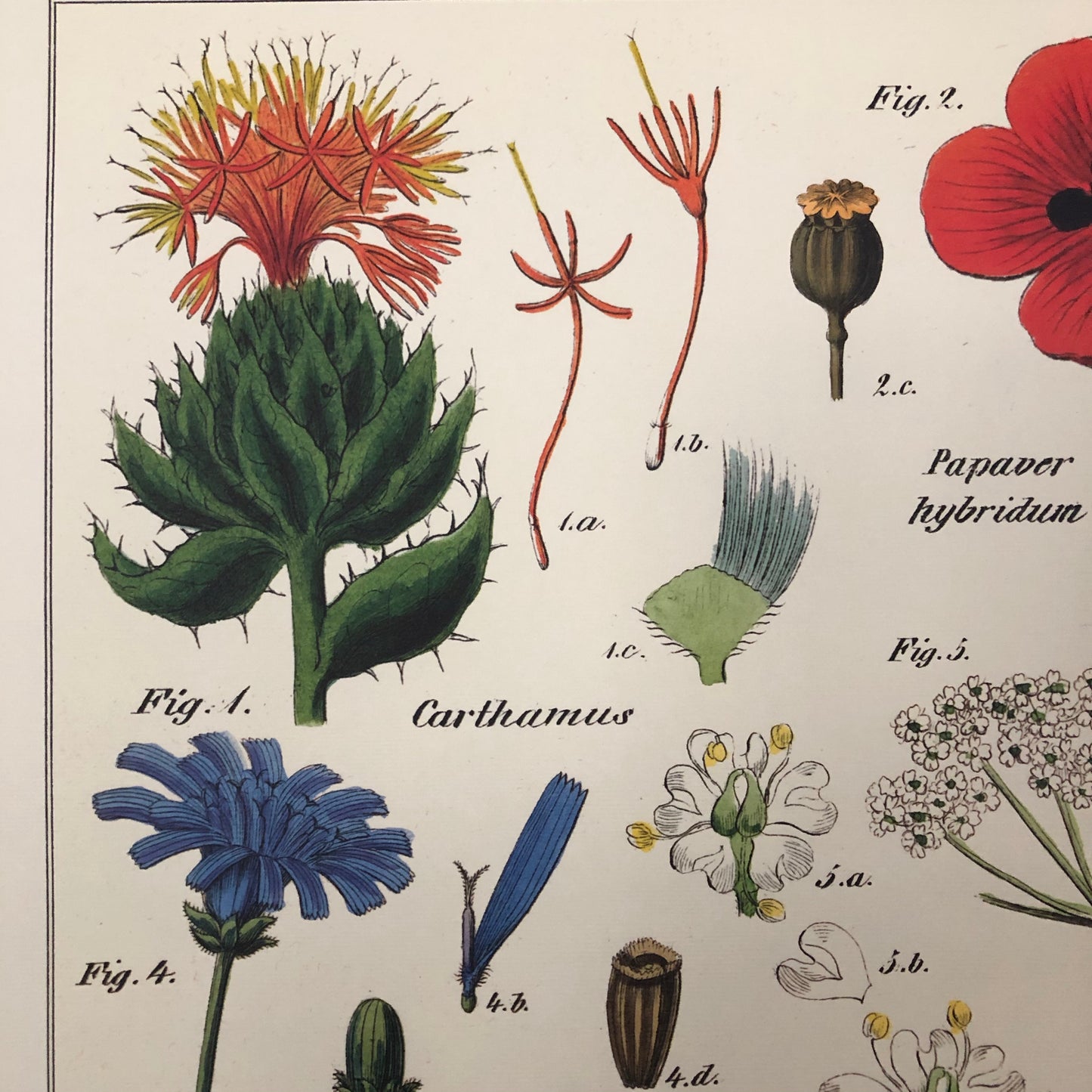Wildflowers Poster Wall Hanging