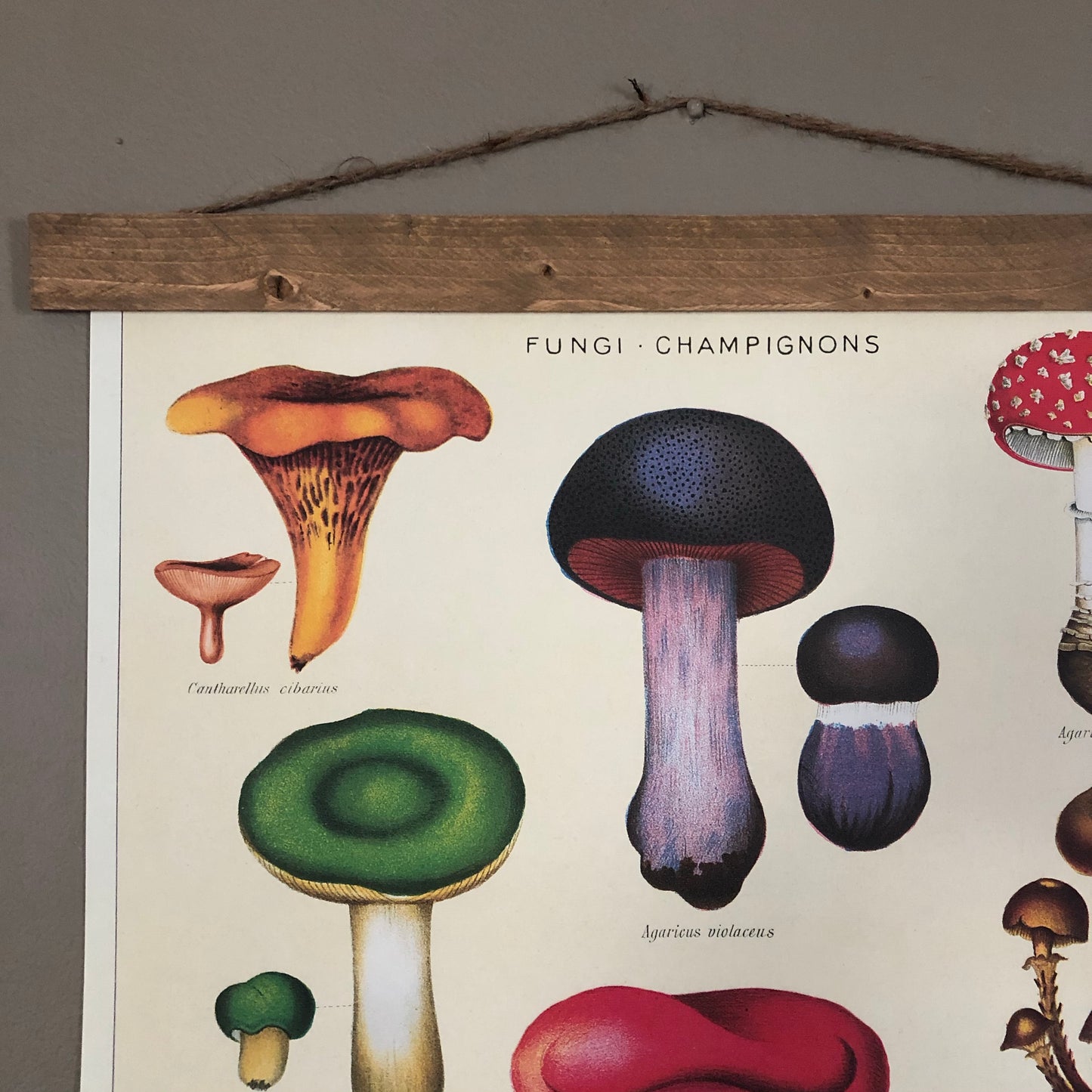 Mushroom Poster Wall Hanging