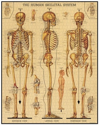 Skeletal System Vintage Puzzle