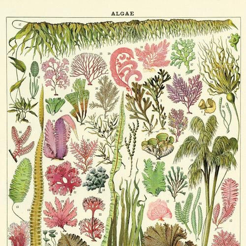 Algae Species Poster Wall Hanging