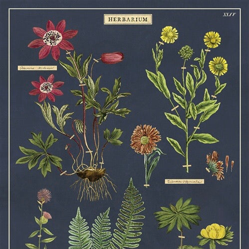 Herbarium Wall Print