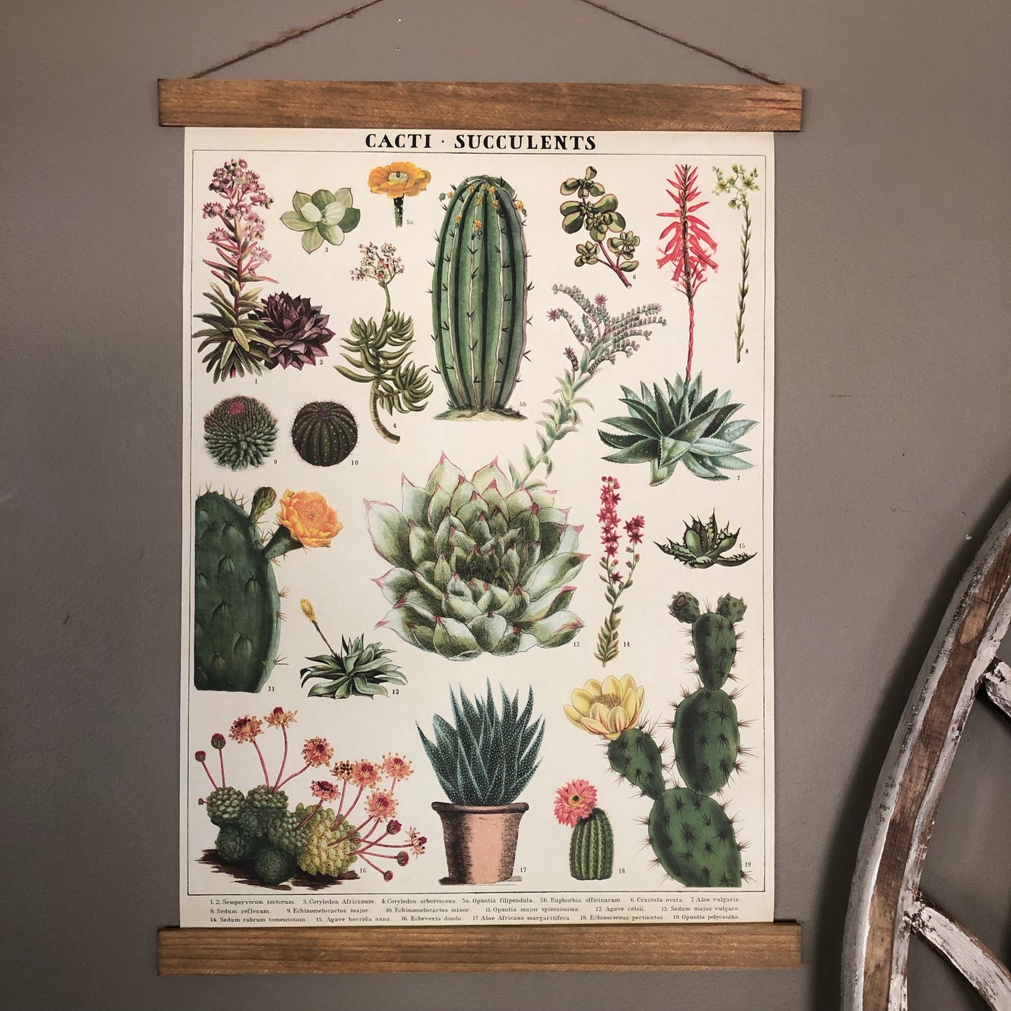 Cacti and Succulents Poster Wall Hanging