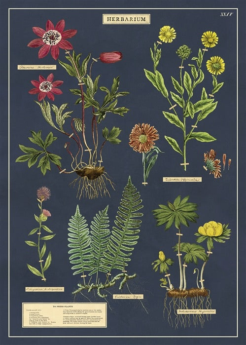 Herbarium Wall Print