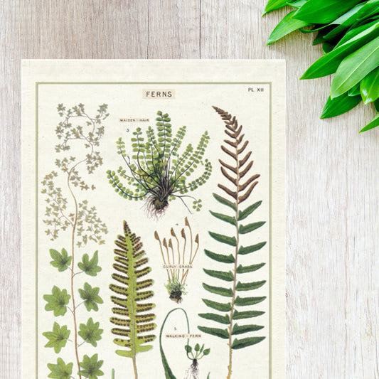 Ferns Kitchen Towel