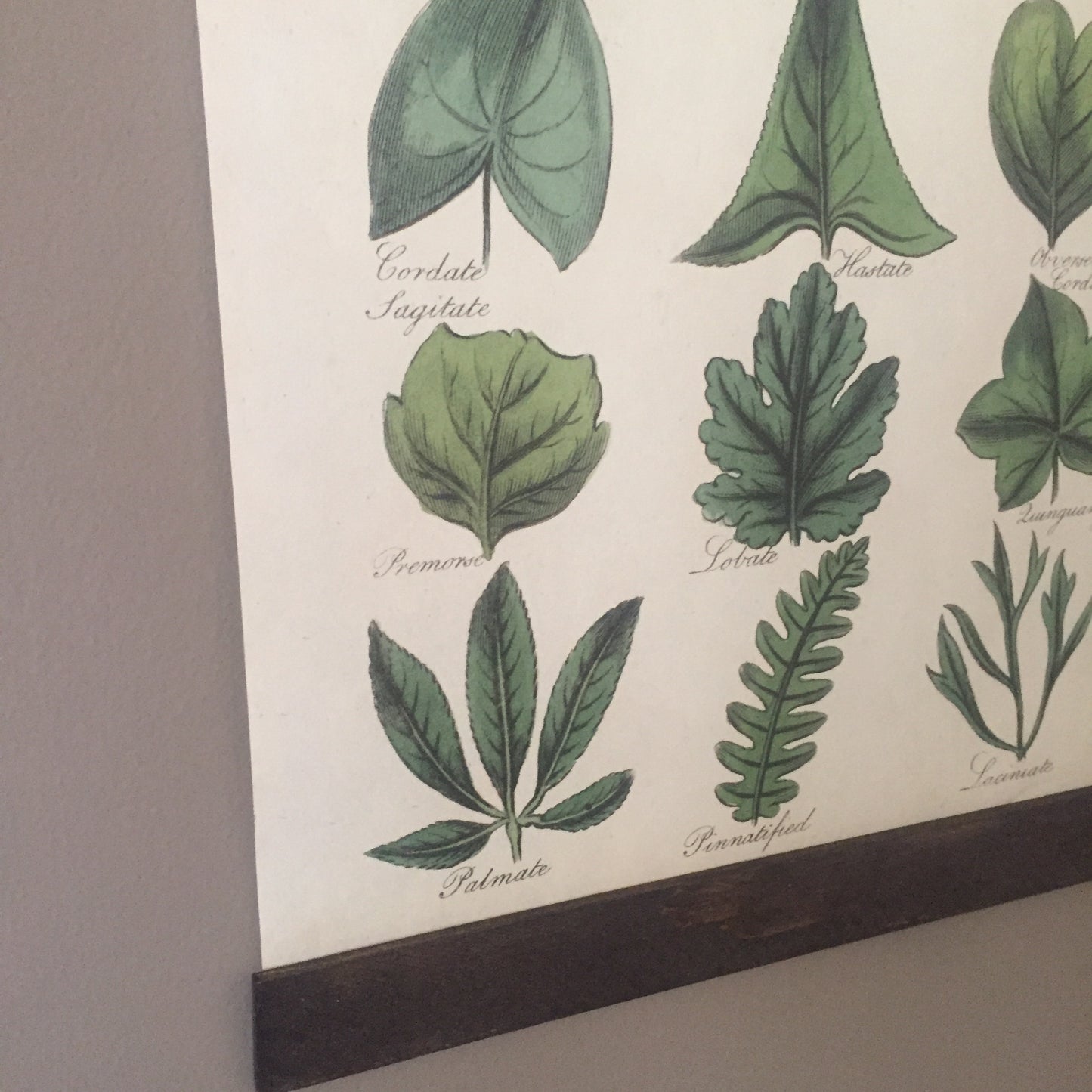 Botany Poster Wall Hanging