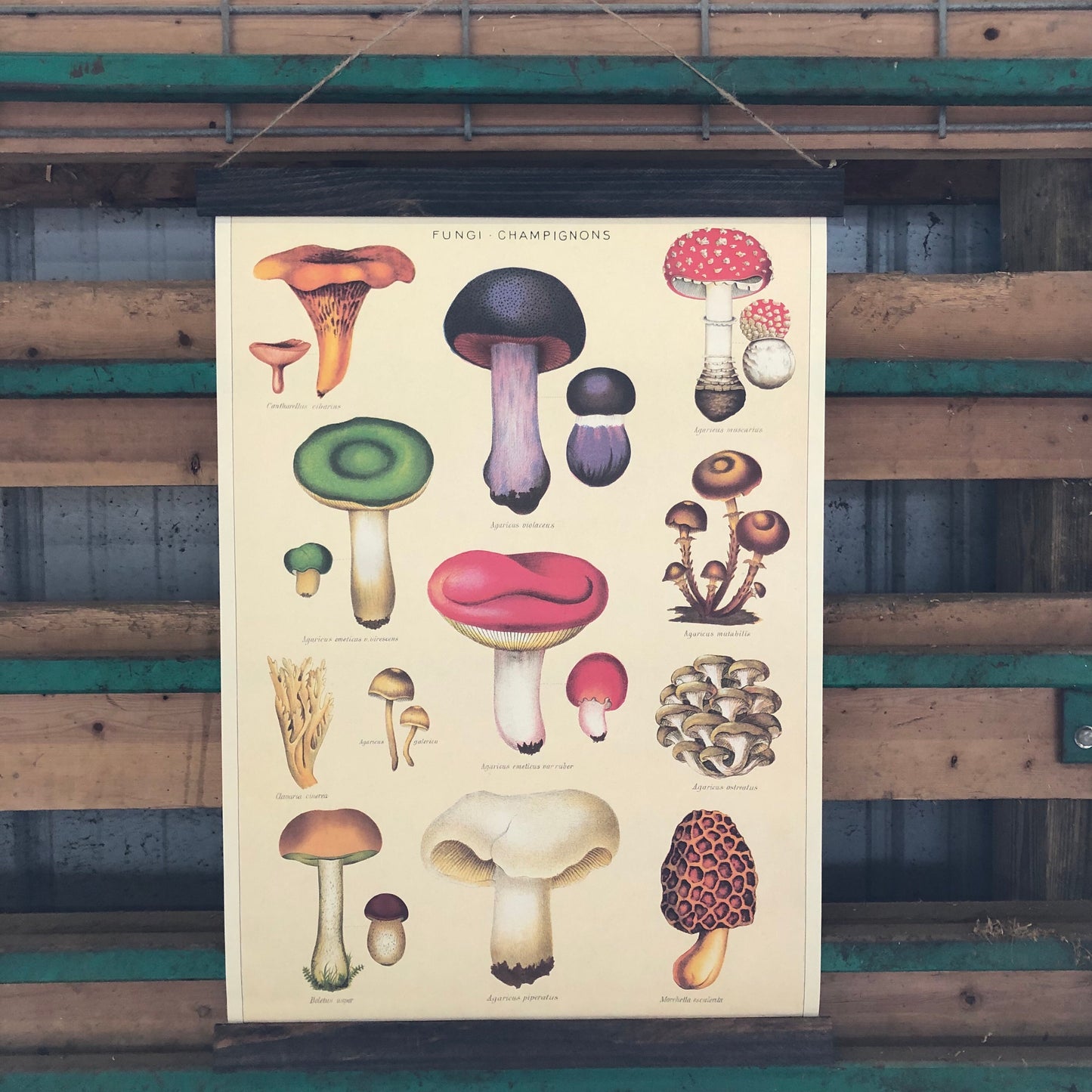 Mushroom Poster Wall Hanging