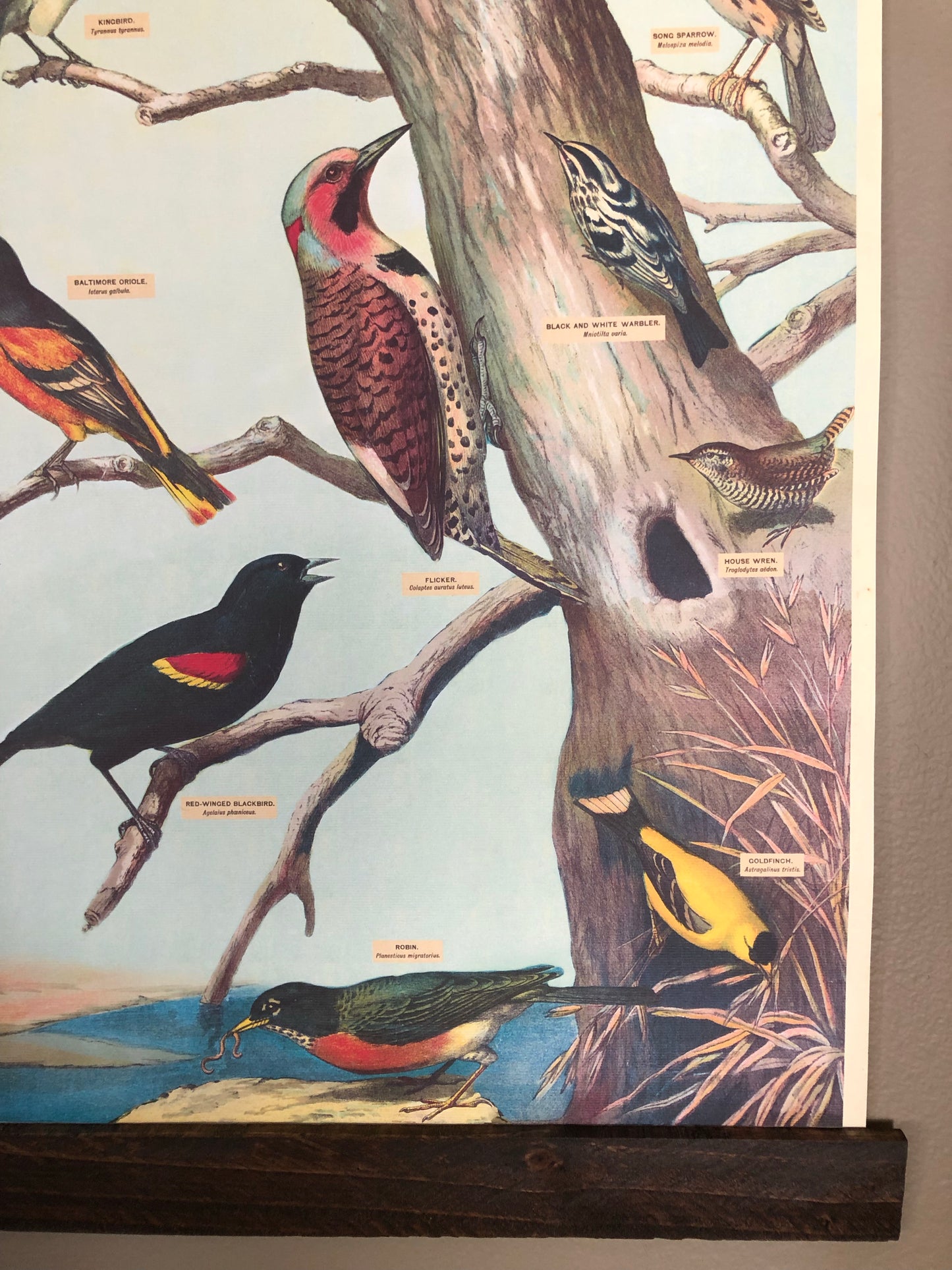 Audobon Bird Poster