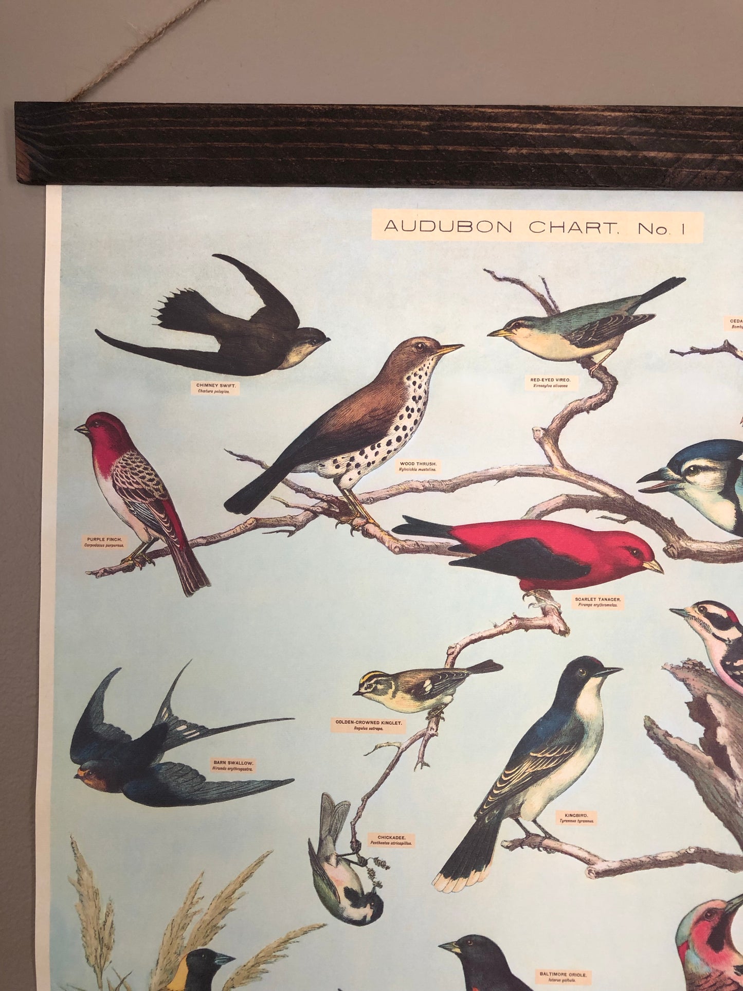 Audobon Bird Poster