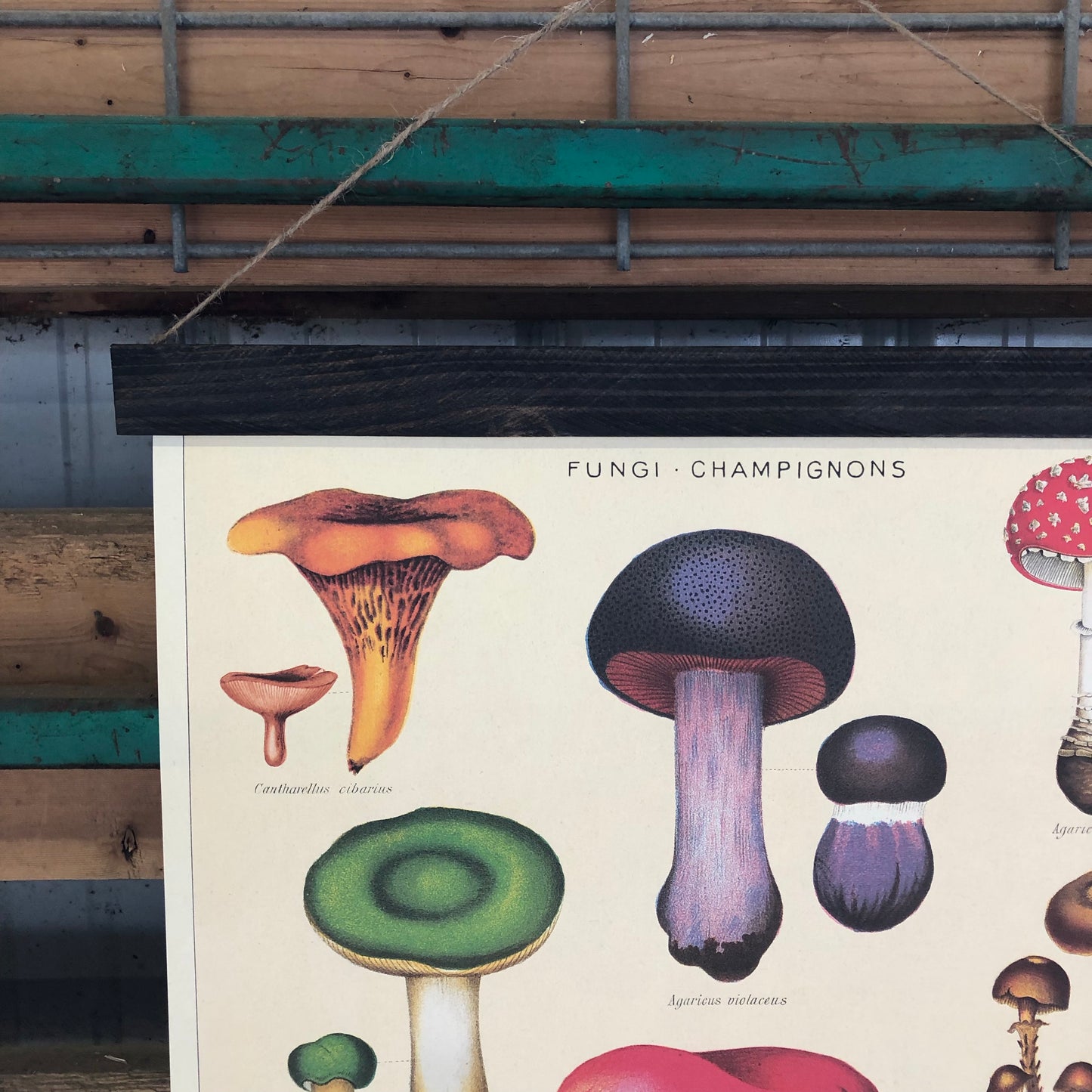 Mushroom Poster Wall Hanging