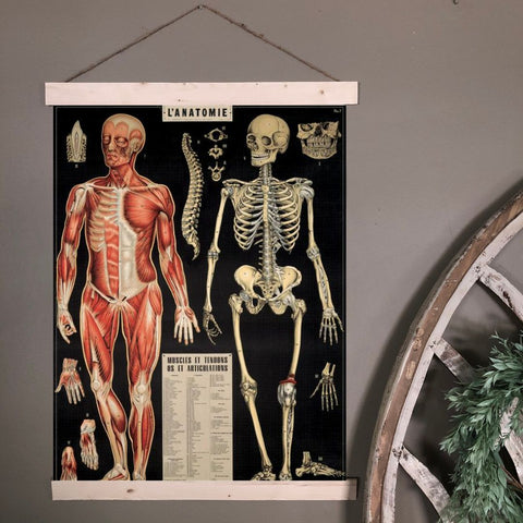 Image of a vintage poster of human anatomy showing muscular system and skeleton