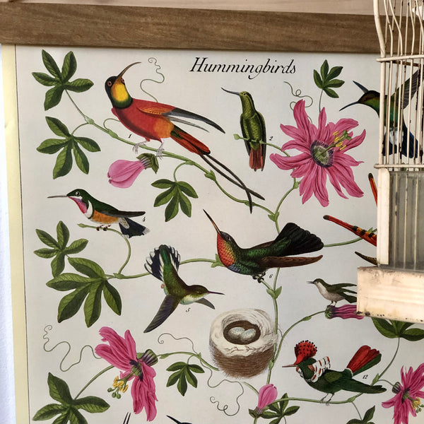 Hummingbird Poster Art