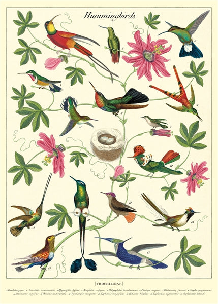 Hummingbird Poster Art