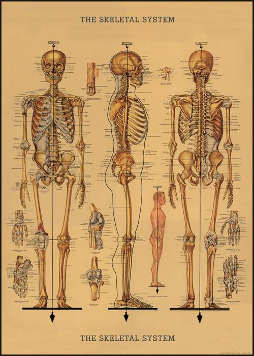 Skeletal System Poster Chart