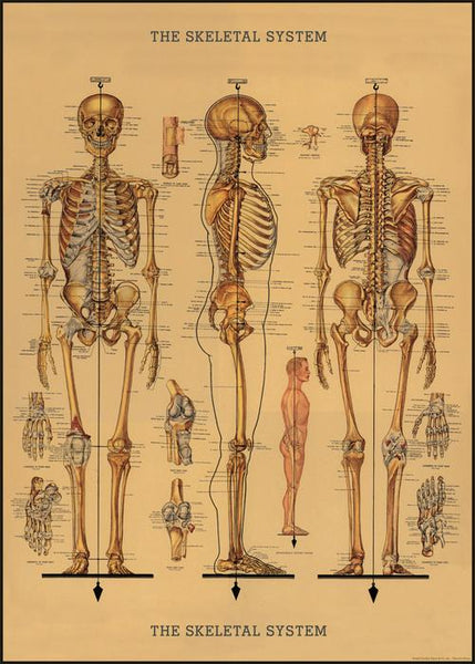 Skeletal System Poster Chart