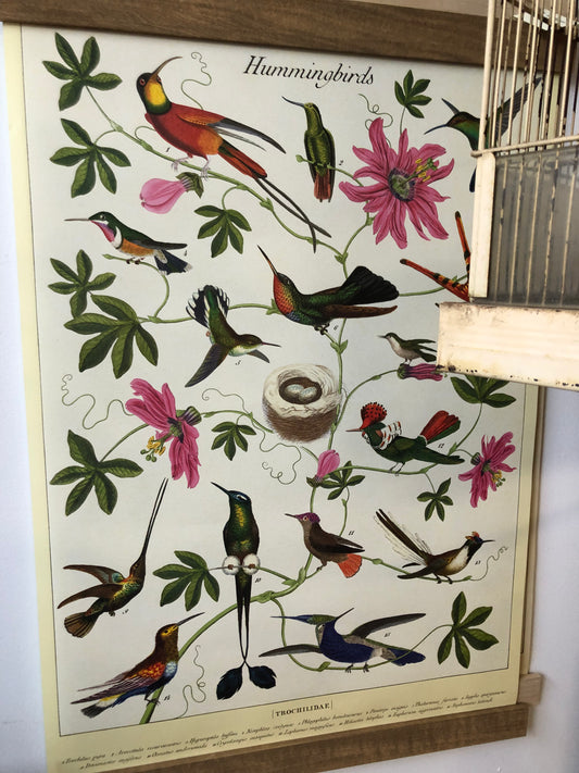 Hummingbird Poster Art