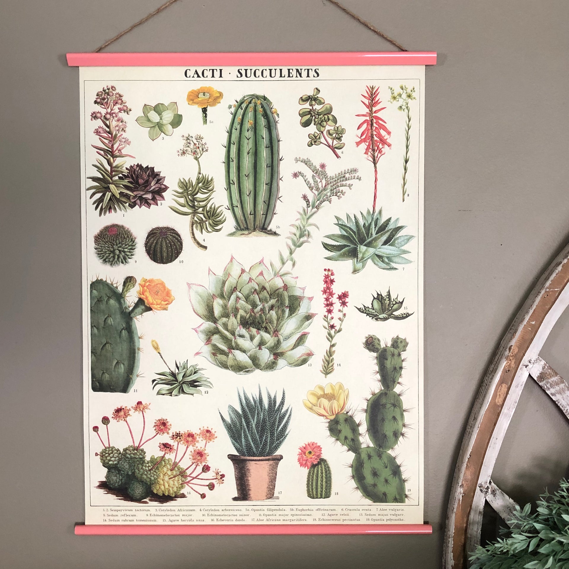 vintage succulent Cacti and Succulents Poster Wall Hanging