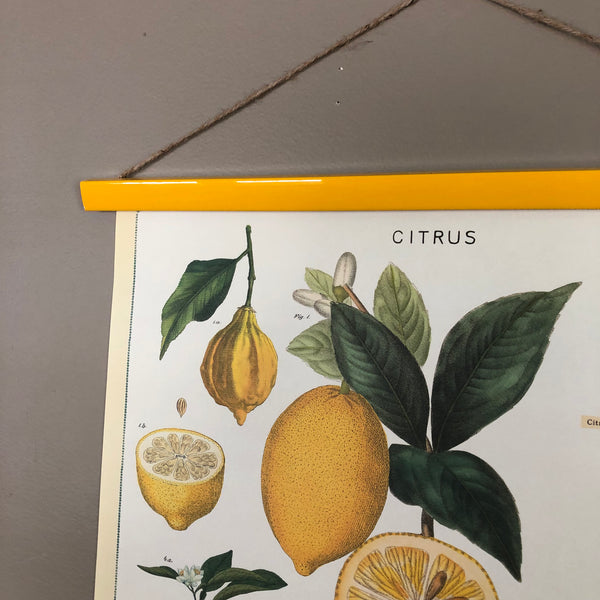 Lemon and Citrus Poster