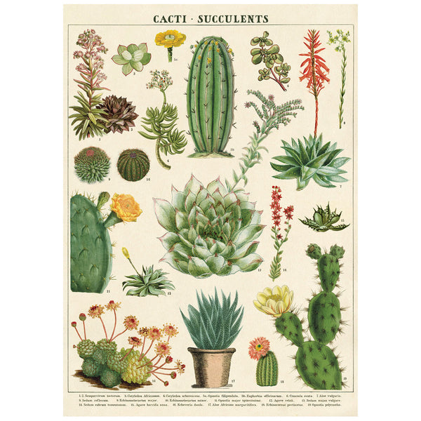 Cacti and Succulents Poster Wall Hanging