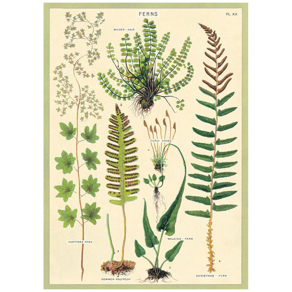 Fern Species Poster Wall Hanging