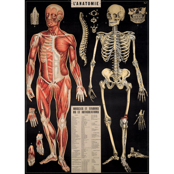 Human Anatomy Series Poster Wall Hanging