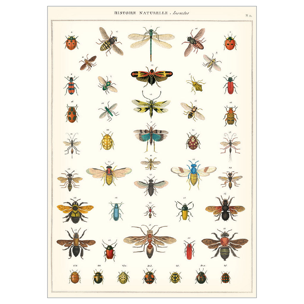 Insect Series Poster Wall Hanging