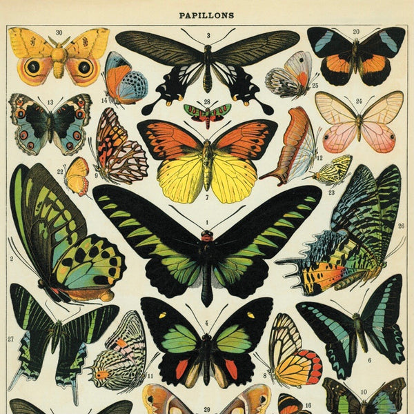 Butterfly School Chart