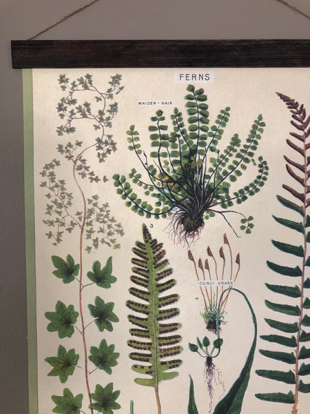Fern Species Poster Wall Hanging
