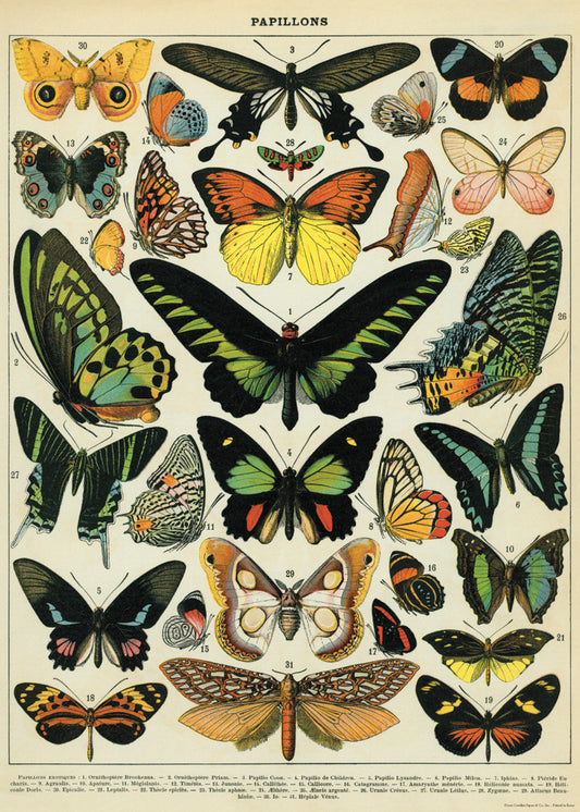 Butterfly School Chart