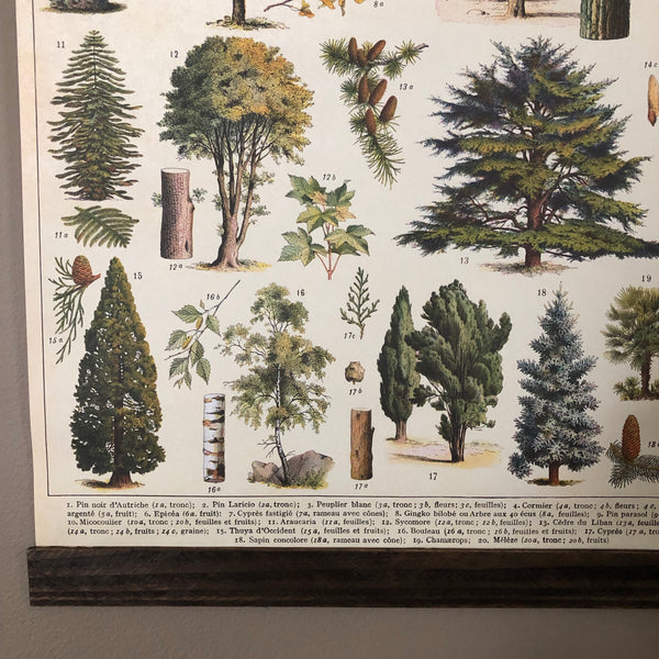 Tree Species Poster Wall Hanging