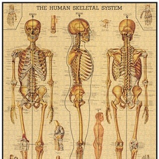 Skeletal System Vintage Puzzle