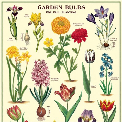 Garden Bulbs Wall Print