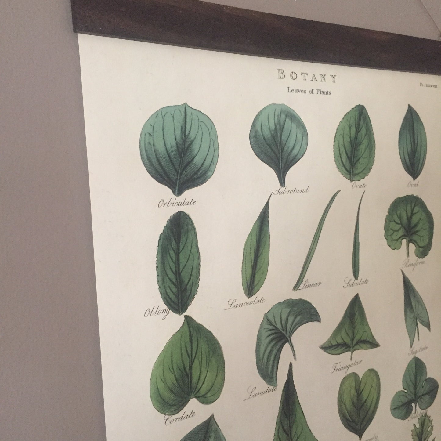 Wild Animals Poster Wall Hanging