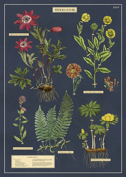 Herbarium Wall Print
