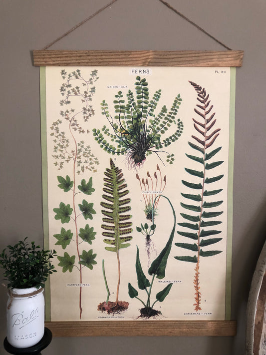 Fern Species Poster Wall Hanging